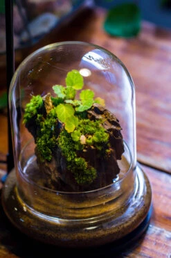 Round Glass Cloche Terrarium 12 Cm Diameter X 15cm Height With Matching Warm White Spot LED Grow Light And Base Set -Ncyp Garden Store IMG 9224