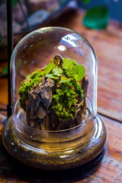 Round Glass Cloche Terrarium 12 Cm Diameter X 15cm Height With Matching Warm White Spot LED Grow Light And Base Set -Ncyp Garden Store IMG 9227