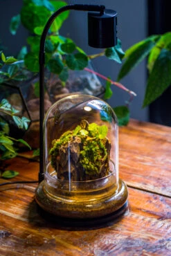 Round Glass Cloche Terrarium 12 Cm Diameter X 15cm Height With Matching Warm White Spot LED Grow Light And Base Set -Ncyp Garden Store IMG 9228