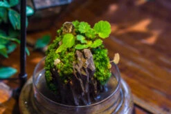 Round Glass Cloche Terrarium 12 Cm Diameter X 15cm Height With Matching Warm White Spot LED Grow Light And Base Set -Ncyp Garden Store IMG 9296