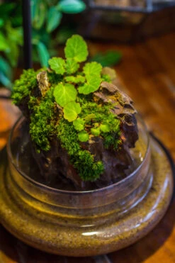 Round Glass Cloche Terrarium 12 Cm Diameter X 15cm Height With Matching Warm White Spot LED Grow Light And Base Set -Ncyp Garden Store IMG 9301