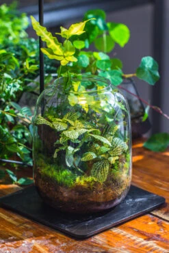 Terrarium Planting Kit Glass Jar And Black LED Grow Light With Base Kit, With Planting Material, DIY Kit 23 Terrarium Planting Kit Glass Jar And Black LED Grow Light With Base Kit, With Planting Material, DIY Kit -Ncyp Garden Store IMG 9335