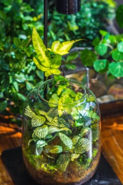 Terrarium Planting Kit Glass Jar And Black LED Grow Light With Base Kit, With Planting Material, DIY Kit 24 Terrarium Planting Kit Glass Jar And Black LED Grow Light With Base Kit, With Planting Material, DIY Kit -Ncyp Garden Store IMG 9336 e8a855f5 2668 4ae9 a420 49c86c116c52