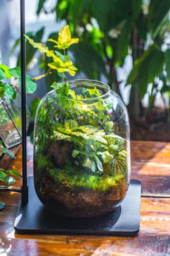 Terrarium Planting Kit Glass Jar And Black LED Grow Light With Base Kit, With Planting Material, DIY Kit 25 Terrarium Planting Kit Glass Jar And Black LED Grow Light With Base Kit, With Planting Material, DIY Kit -Ncyp Garden Store IMG 9337