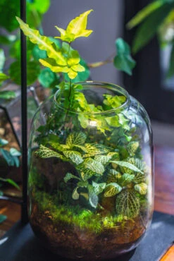 Terrarium Planting Kit Glass Jar And Black LED Grow Light With Base Kit, With Planting Material, DIY Kit 21 Terrarium Planting Kit Glass Jar And Black LED Grow Light With Base Kit, With Planting Material, DIY Kit -Ncyp Garden Store IMG 9338