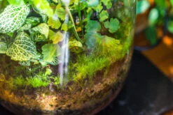 Terrarium Planting Kit Glass Jar And Black LED Grow Light With Base Kit, With Planting Material, DIY Kit 22 Terrarium Planting Kit Glass Jar And Black LED Grow Light With Base Kit, With Planting Material, DIY Kit -Ncyp Garden Store IMG 9341