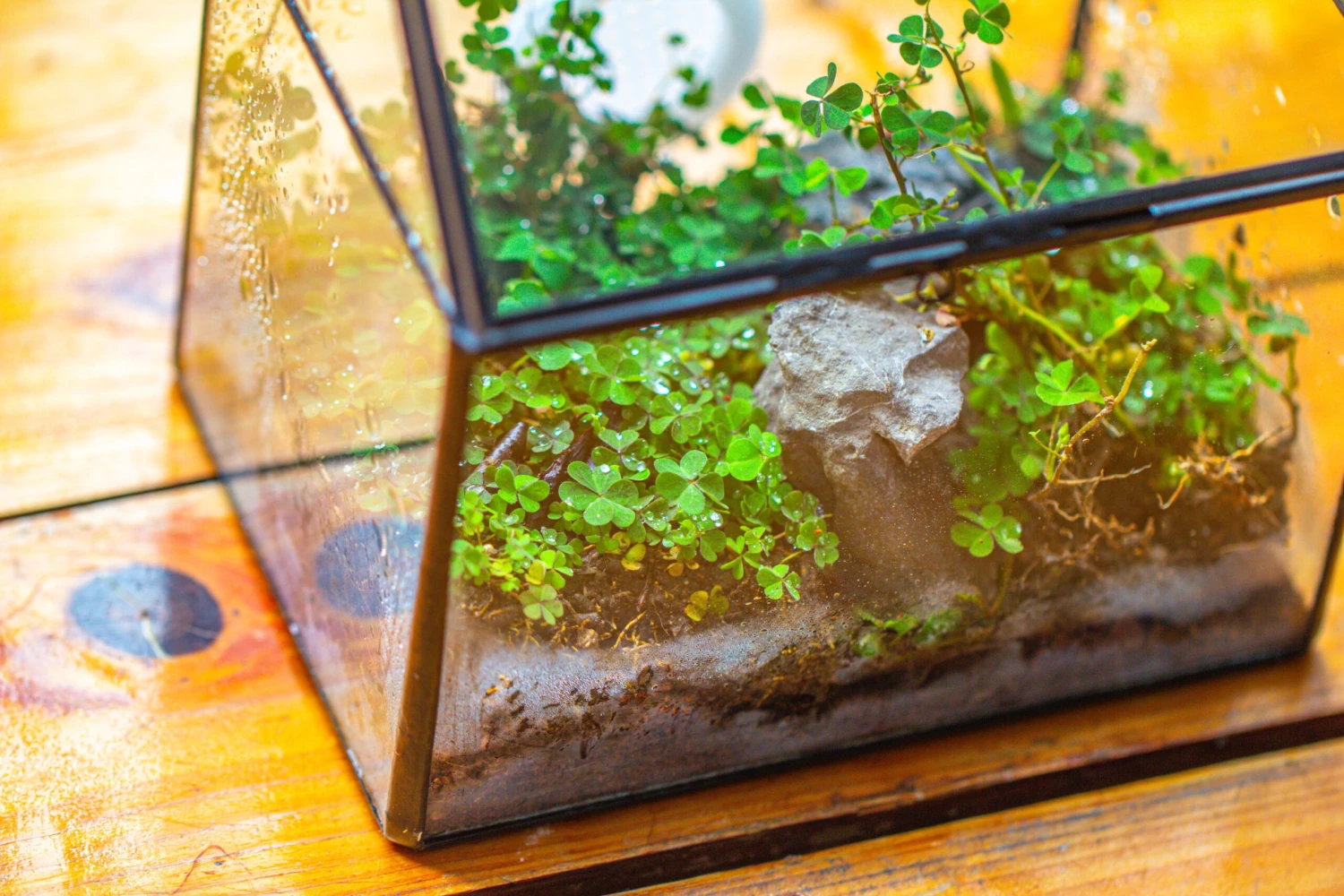Handmade NCYP Geometric Glass Black Terrarium Box House Shape Close, Tabletop, Swing Lid For Air Plants Moss Snail Reptile Habitat 6 Handmade NCYP Geometric Glass Black Terrarium Box House Shape Close, Tabletop, Swing Lid For Air Plants Moss Snail Reptile Habitat - Image 4