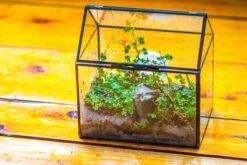 Handmade NCYP Geometric Glass Black Terrarium Box House Shape Close, Tabletop, Swing Lid For Air Plants Moss Snail Reptile Habitat 26 Handmade NCYP Geometric Glass Black Terrarium Box House Shape Close, Tabletop, Swing Lid For Air Plants Moss Snail Reptile Habitat -Ncyp Garden Store IMG 9760 7b9ad397 3214 4c9b 832d b4df3556db80