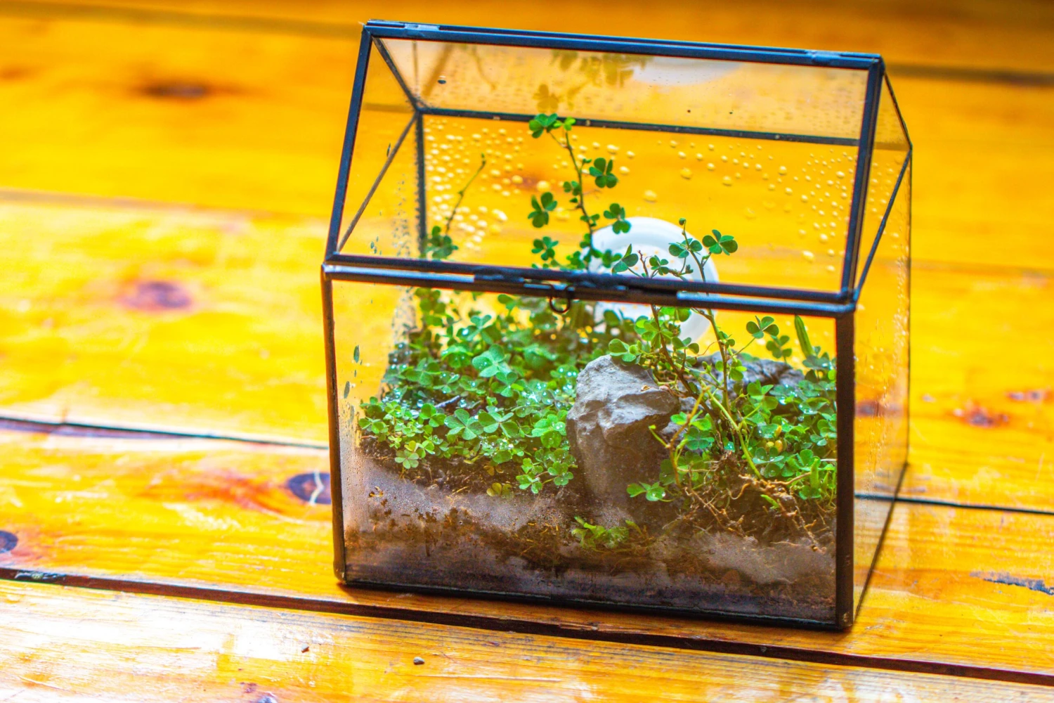 Handmade NCYP Geometric Glass Black Terrarium Box House Shape Close, Tabletop, Swing Lid For Air Plants Moss Snail Reptile Habitat 7 Handmade NCYP Geometric Glass Black Terrarium Box House Shape Close, Tabletop, Swing Lid For Air Plants Moss Snail Reptile Habitat - Image 5
