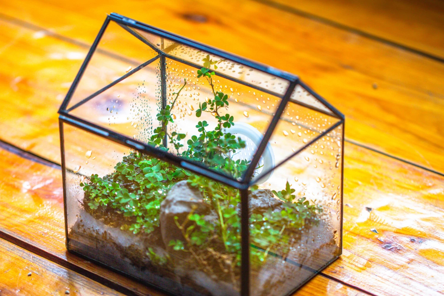 Handmade NCYP Geometric Glass Black Terrarium Box House Shape Close, Tabletop, Swing Lid For Air Plants Moss Snail Reptile Habitat 8 Handmade NCYP Geometric Glass Black Terrarium Box House Shape Close, Tabletop, Swing Lid For Air Plants Moss Snail Reptile Habitat - Image 6