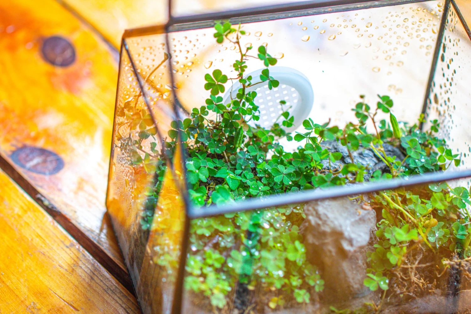 Handmade NCYP Geometric Glass Black Terrarium Box House Shape Close, Tabletop, Swing Lid For Air Plants Moss Snail Reptile Habitat 9 Handmade NCYP Geometric Glass Black Terrarium Box House Shape Close, Tabletop, Swing Lid For Air Plants Moss Snail Reptile Habitat - Image 7