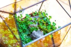 Handmade NCYP Geometric Glass Black Terrarium Box House Shape Close, Tabletop, Swing Lid For Air Plants Moss Snail Reptile Habitat 30 Handmade NCYP Geometric Glass Black Terrarium Box House Shape Close, Tabletop, Swing Lid For Air Plants Moss Snail Reptile Habitat -Ncyp Garden Store IMG 9764