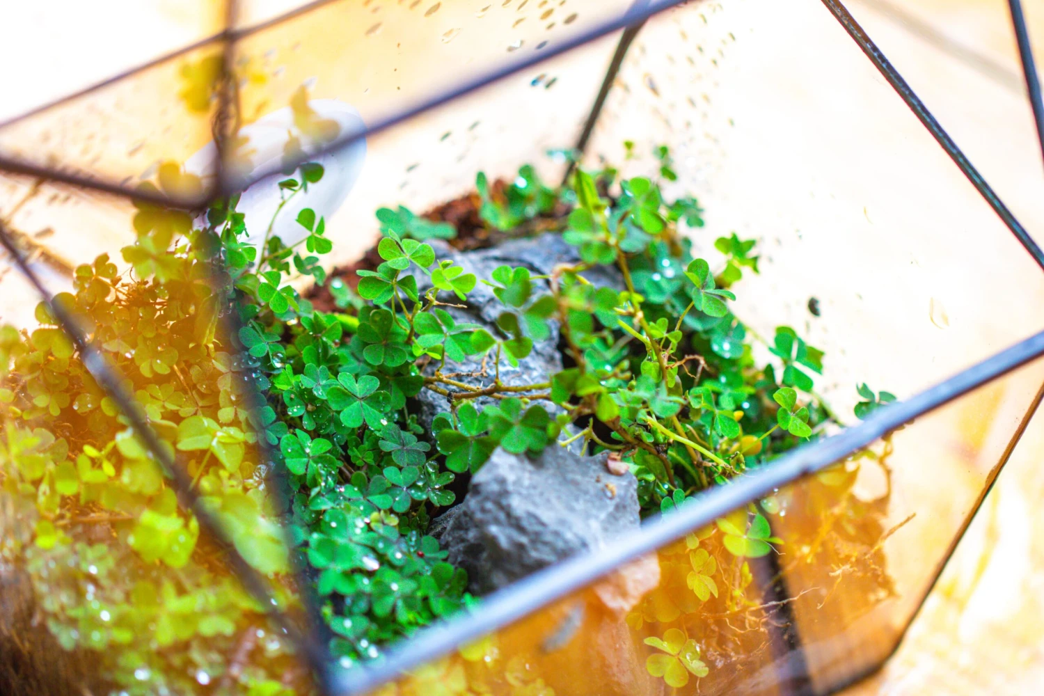 Handmade NCYP Geometric Glass Black Terrarium Box House Shape Close, Tabletop, Swing Lid For Air Plants Moss Snail Reptile Habitat 11 Handmade NCYP Geometric Glass Black Terrarium Box House Shape Close, Tabletop, Swing Lid For Air Plants Moss Snail Reptile Habitat - Image 9