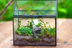 Handmade NCYP Geometric Glass Black Terrarium Box House Shape Close, Tabletop, Swing Lid For Air Plants Moss Snail Reptile Habitat 31 Handmade NCYP Geometric Glass Black Terrarium Box House Shape Close, Tabletop, Swing Lid For Air Plants Moss Snail Reptile Habitat -Ncyp Garden Store IMG 9980