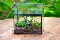 Handmade NCYP Geometric Glass Black Terrarium Box House Shape Close, Tabletop, Swing Lid For Air Plants Moss Snail Reptile Habitat 32 Handmade NCYP Geometric Glass Black Terrarium Box House Shape Close, Tabletop, Swing Lid For Air Plants Moss Snail Reptile Habitat -Ncyp Garden Store IMG 9981