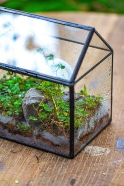 Handmade NCYP Geometric Glass Black Terrarium Box House Shape Close, Tabletop, Swing Lid For Air Plants Moss Snail Reptile Habitat 33 Handmade NCYP Geometric Glass Black Terrarium Box House Shape Close, Tabletop, Swing Lid For Air Plants Moss Snail Reptile Habitat -Ncyp Garden Store IMG 9982