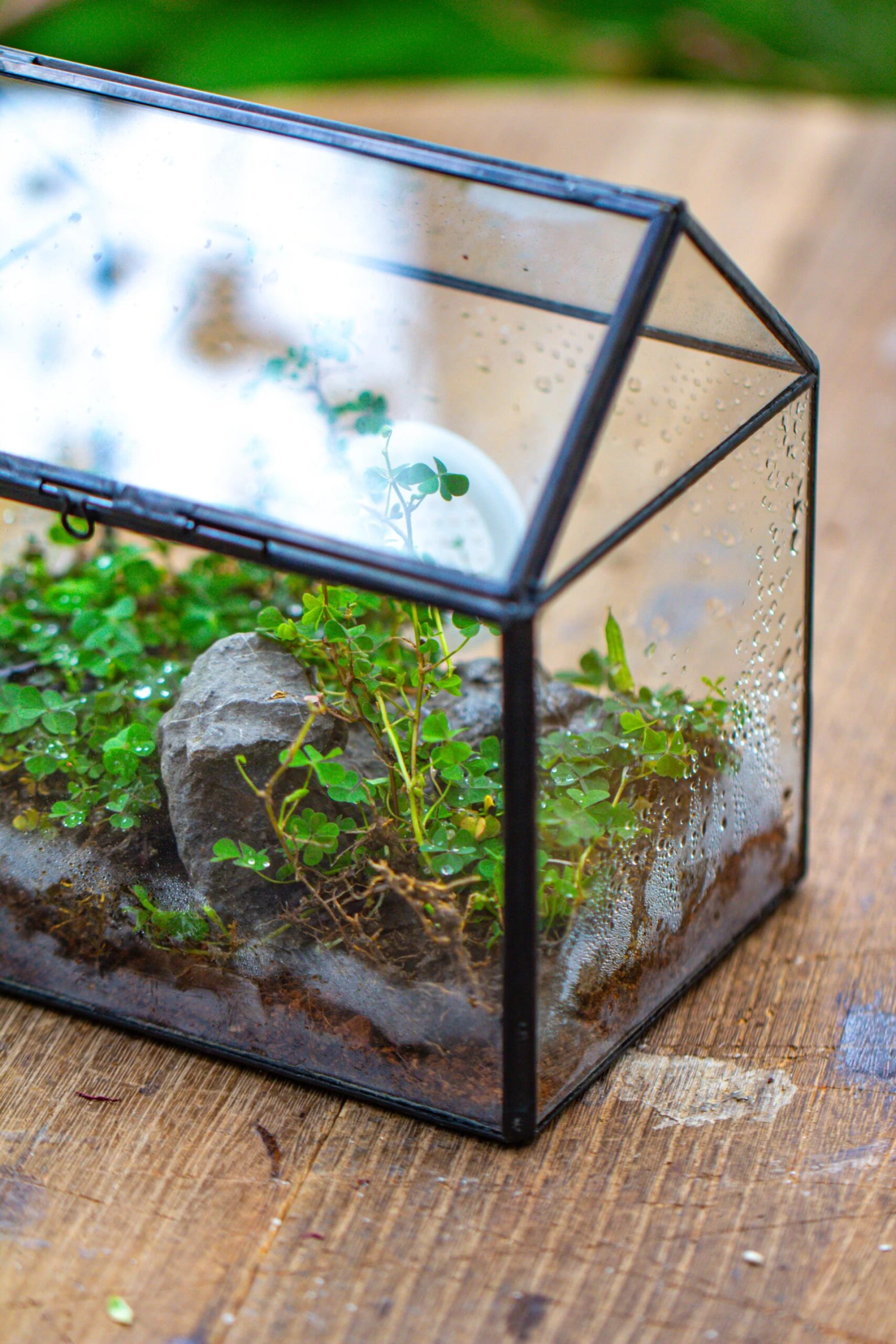 Handmade NCYP Geometric Glass Black Terrarium Box House Shape Close, Tabletop, Swing Lid For Air Plants Moss Snail Reptile Habitat 14 Handmade NCYP Geometric Glass Black Terrarium Box House Shape Close, Tabletop, Swing Lid For Air Plants Moss Snail Reptile Habitat - Image 12