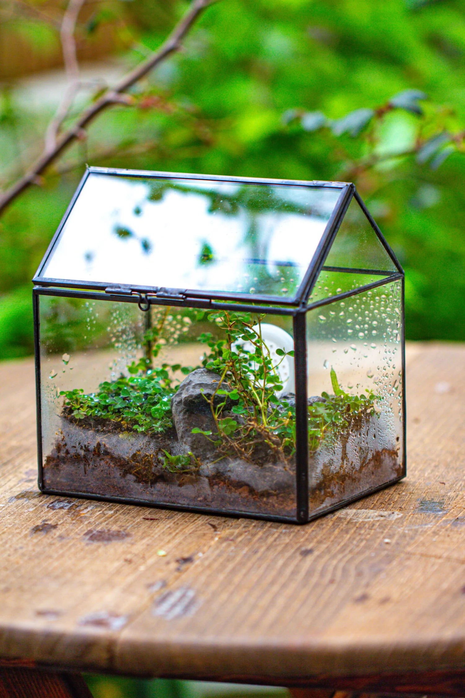 Handmade NCYP Geometric Glass Black Terrarium Box House Shape Close, Tabletop, Swing Lid For Air Plants Moss Snail Reptile Habitat 15 Handmade NCYP Geometric Glass Black Terrarium Box House Shape Close, Tabletop, Swing Lid For Air Plants Moss Snail Reptile Habitat - Image 13