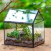 Handmade NCYP Geometric Glass Black Terrarium Box House Shape Close, Tabletop, Swing Lid For Air Plants Moss Snail Reptile Habitat -Ncyp Garden Store IMG 9983 1