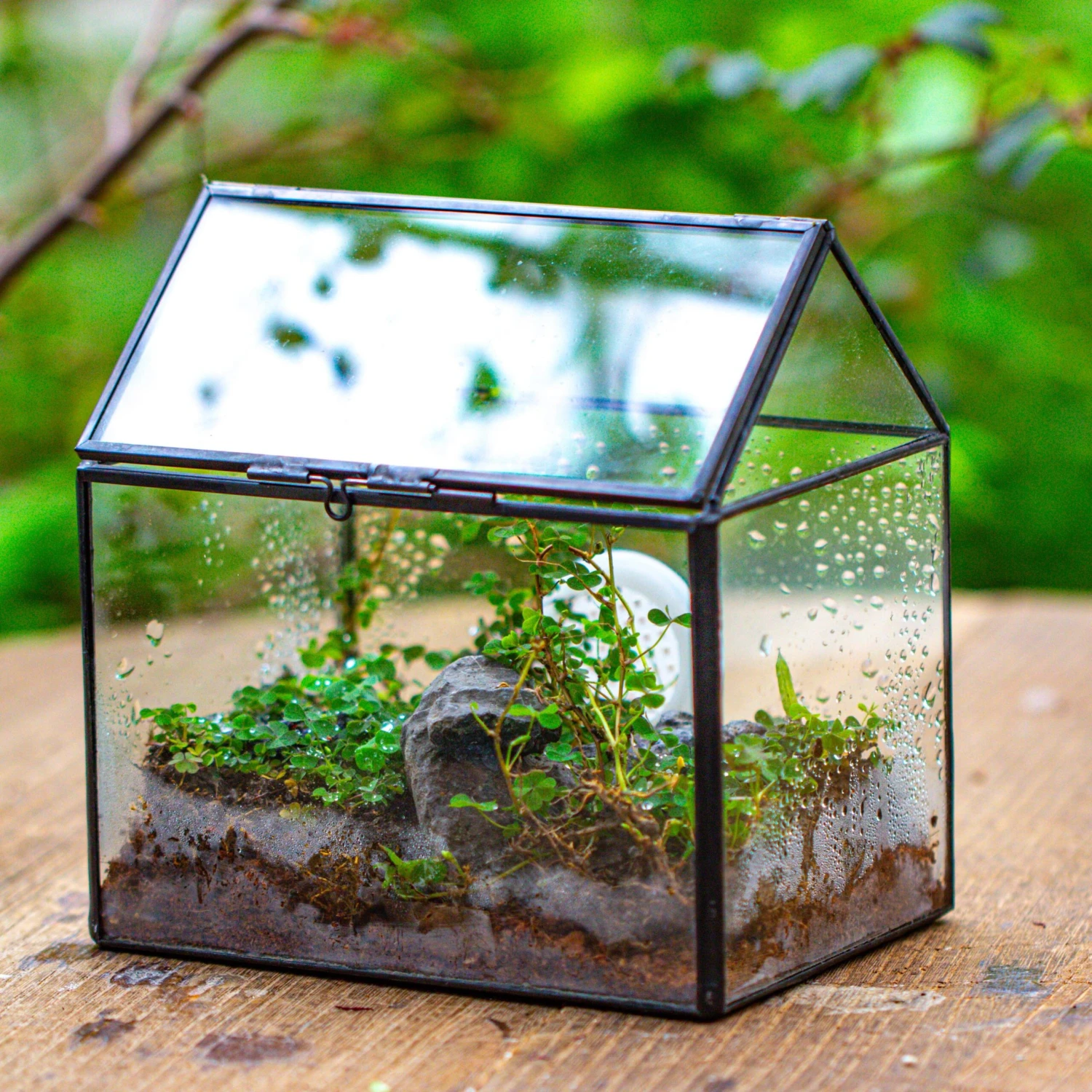 Handmade NCYP Geometric Glass Black Terrarium Box House Shape Close, Tabletop, Swing Lid For Air Plants Moss Snail Reptile Habitat 3 Handmade NCYP Geometric Glass Black Terrarium Box House Shape Close, Tabletop, Swing Lid For Air Plants Moss Snail Reptile Habitat