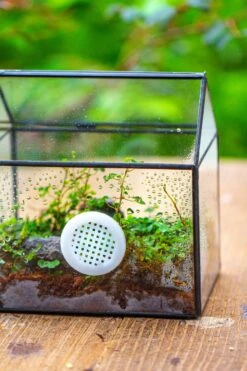 Handmade NCYP Geometric Glass Black Terrarium Box House Shape Close, Tabletop, Swing Lid For Air Plants Moss Snail Reptile Habitat 36 Handmade NCYP Geometric Glass Black Terrarium Box House Shape Close, Tabletop, Swing Lid For Air Plants Moss Snail Reptile Habitat -Ncyp Garden Store IMG 9985