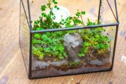 Handmade NCYP Geometric Glass Black Terrarium Box House Shape Close, Tabletop, Swing Lid For Air Plants Moss Snail Reptile Habitat 37 Handmade NCYP Geometric Glass Black Terrarium Box House Shape Close, Tabletop, Swing Lid For Air Plants Moss Snail Reptile Habitat -Ncyp Garden Store IMG 9986