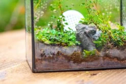 Handmade NCYP Geometric Glass Black Terrarium Box House Shape Close, Tabletop, Swing Lid For Air Plants Moss Snail Reptile Habitat 38 Handmade NCYP Geometric Glass Black Terrarium Box House Shape Close, Tabletop, Swing Lid For Air Plants Moss Snail Reptile Habitat -Ncyp Garden Store IMG 9987