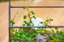 Handmade NCYP Geometric Glass Black Terrarium Box House Shape Close, Tabletop, Swing Lid For Air Plants Moss Snail Reptile Habitat 40 Handmade NCYP Geometric Glass Black Terrarium Box House Shape Close, Tabletop, Swing Lid For Air Plants Moss Snail Reptile Habitat -Ncyp Garden Store IMG 9993