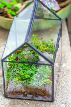 Handmade NCYP Geometric Glass Black Terrarium Box House Shape Close, Tabletop, Swing Lid For Air Plants Moss Snail Reptile Habitat 41 Handmade NCYP Geometric Glass Black Terrarium Box House Shape Close, Tabletop, Swing Lid For Air Plants Moss Snail Reptile Habitat -Ncyp Garden Store IMG 9994