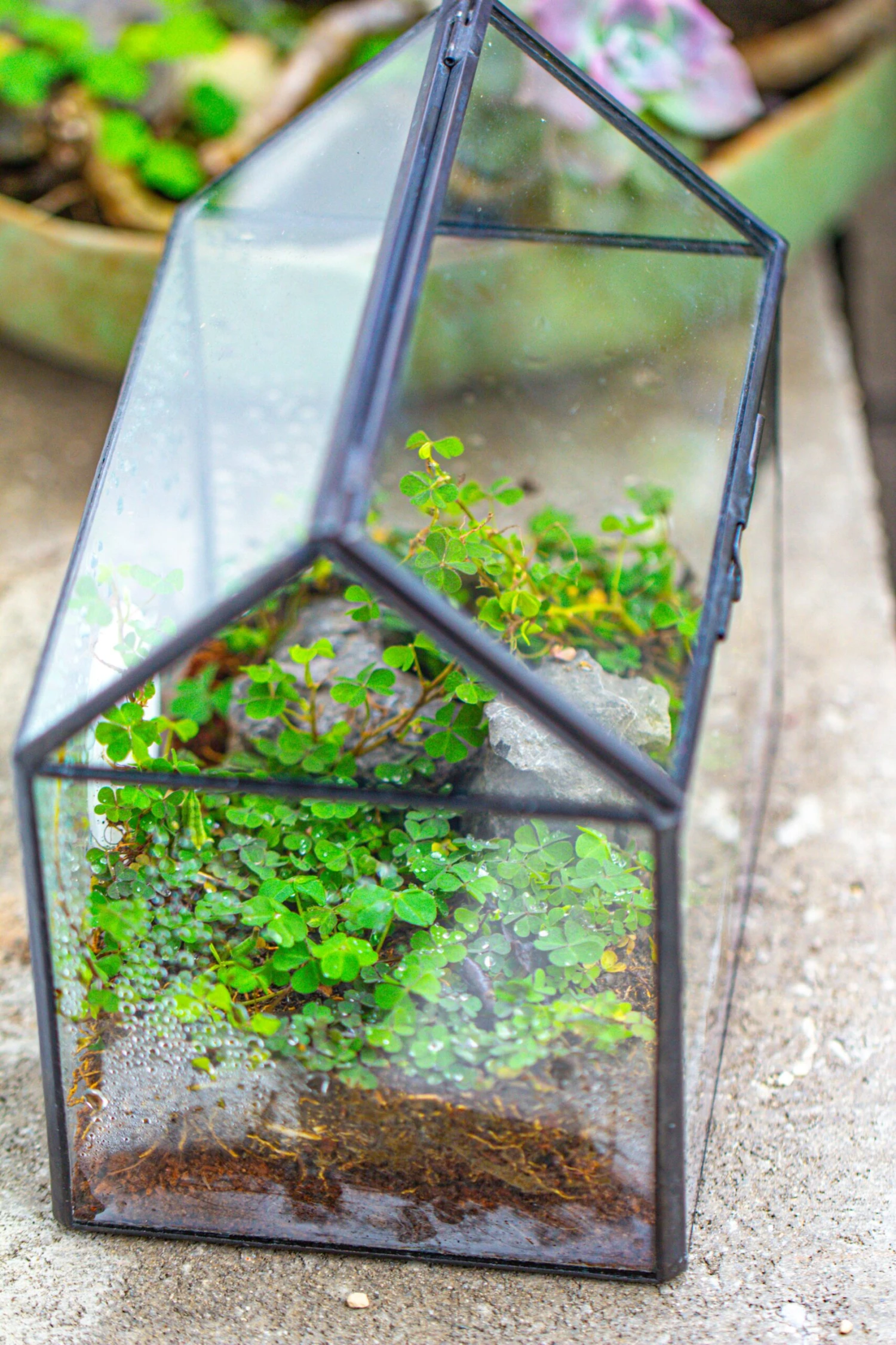 Handmade NCYP Geometric Glass Black Terrarium Box House Shape Close, Tabletop, Swing Lid For Air Plants Moss Snail Reptile Habitat 22 Handmade NCYP Geometric Glass Black Terrarium Box House Shape Close, Tabletop, Swing Lid For Air Plants Moss Snail Reptile Habitat - Image 20