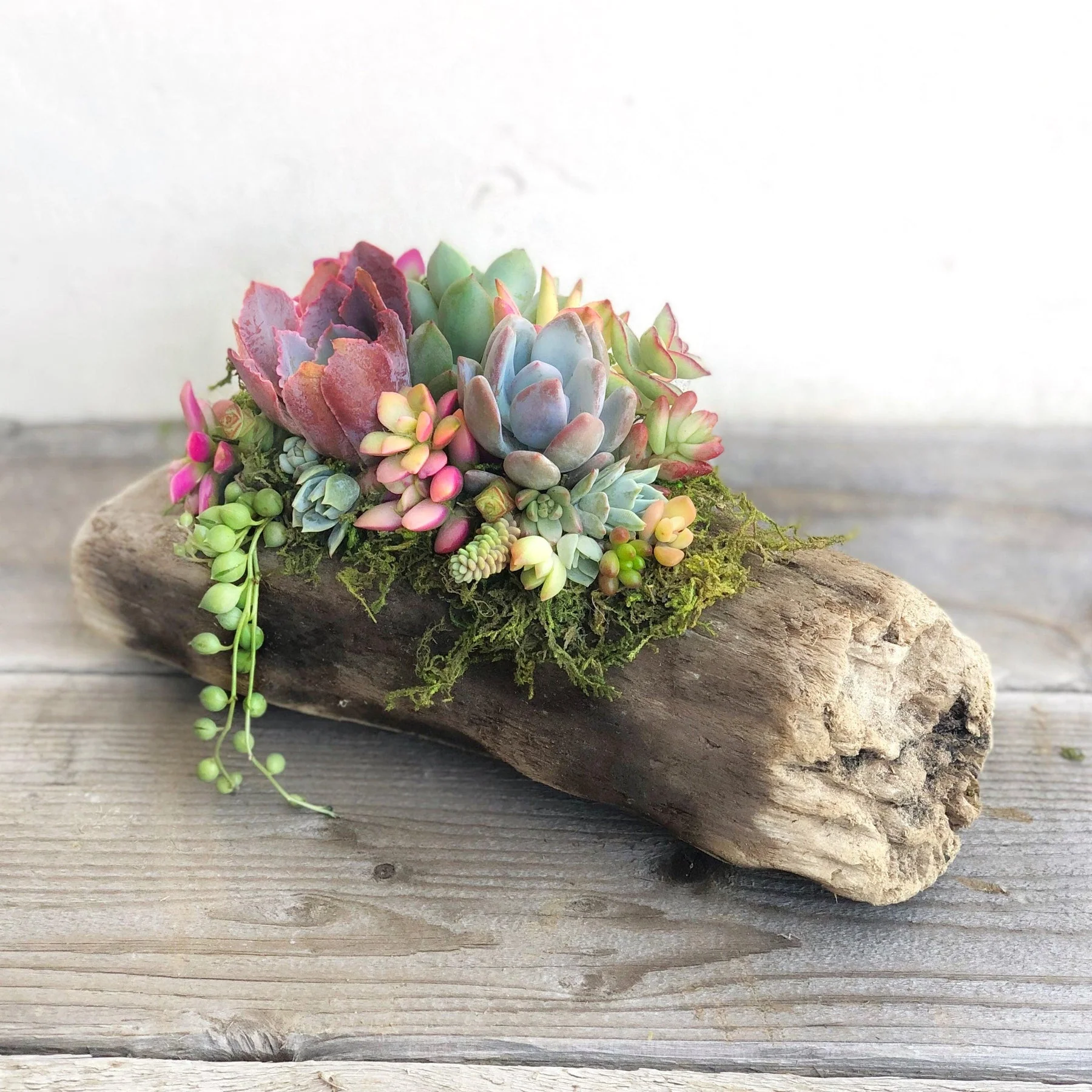 Ncyp Garden Store -Ncyp Garden Store Natural Driftwood Planter Succulent Arrangement