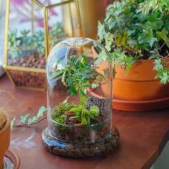 Ncyp Garden Store -Ncyp Garden Store il fullxfull.3751988994 7ym4