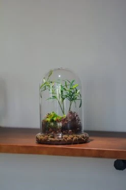 Cloche With Base 20CM Glass Dome / Round Head Glass Cloche Dome Cover Terrarium Container With Without Airhole For Venus Flytrap -Ncyp Garden Store il fullxfull.3751989002 99u0