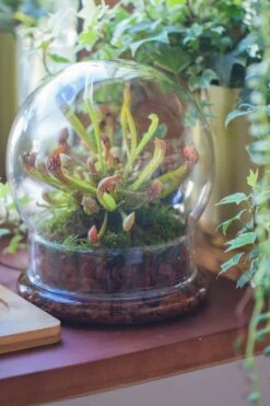 Cloche With Base 20CM Glass Dome / Round Head Glass Cloche Dome Cover Terrarium Container With Without Airhole For Venus Flytrap -Ncyp Garden Store il fullxfull.3751989226 6m6w