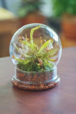 Cloche With Base 20CM Glass Dome / Round Head Glass Cloche Dome Cover Terrarium Container With Without Airhole For Venus Flytrap -Ncyp Garden Store il fullxfull.3799581463 hi5f