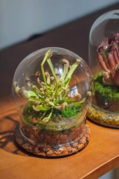 Cloche With Base 20CM Glass Dome / Round Head Glass Cloche Dome Cover Terrarium Container With Without Airhole For Venus Flytrap -Ncyp Garden Store il fullxfull.3799581577 nn3q