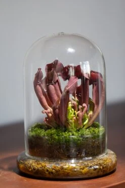 Cloche With Base 20CM Glass Dome / Round Head Glass Cloche Dome Cover Terrarium Container With Without Airhole For Venus Flytrap -Ncyp Garden Store il fullxfull.3799581615 auzw