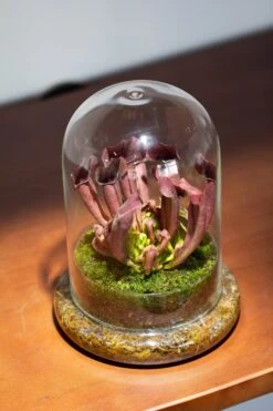 Cloche With Base 20CM Glass Dome / Round Head Glass Cloche Dome Cover Terrarium Container With Without Airhole For Venus Flytrap -Ncyp Garden Store il fullxfull.3799581803 ftre