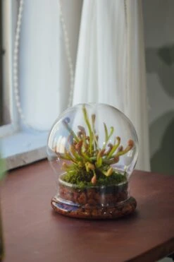 Cloche With Base 20CM Glass Dome / Round Head Glass Cloche Dome Cover Terrarium Container With Without Airhole For Venus Flytrap -Ncyp Garden Store il fullxfull.3799583555 gm42