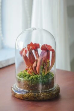 Cloche With Base 20CM Glass Dome / Round Head Glass Cloche Dome Cover Terrarium Container With Without Airhole For Venus Flytrap -Ncyp Garden Store il fullxfull.3799583911 29c1