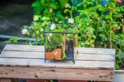NCYP Vintage Feet Cube Close Geometric Glass Terrarium With Door, Tin Sealed Cube 4.3 / 5.9 Inches Planter Succulent Cacti Fern Flower Pot -Ncyp Garden Store il fullxfull.4262512386 2ae9