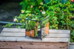 NCYP Vintage Feet Cube Close Geometric Glass Terrarium With Door, Tin Sealed Cube 4.3 / 5.9 Inches Planter Succulent Cacti Fern Flower Pot -Ncyp Garden Store il fullxfull.4309935969 bli4
