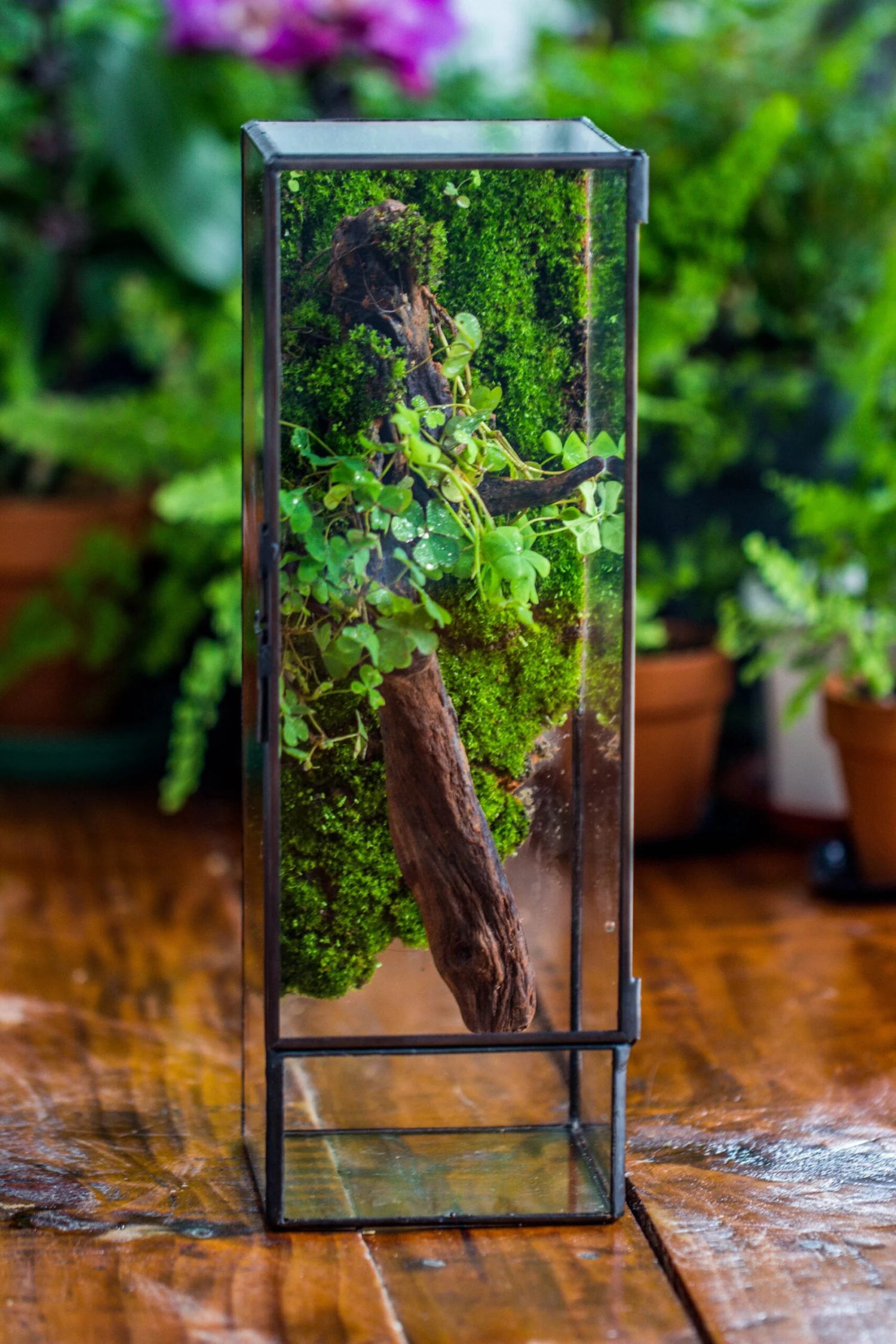 NCYP Close 11.8" Tall Geometric Glass Terrarium With Door, Tin Sealed Pillar, Planter For Moss Wall, Fern, Pitcher Plants, Tropical Plants 9 NCYP Close 11.8" Tall Geometric Glass Terrarium With Door, Tin Sealed Pillar, Planter For Moss Wall, Fern, Pitcher Plants, Tropical Plants - Image 7