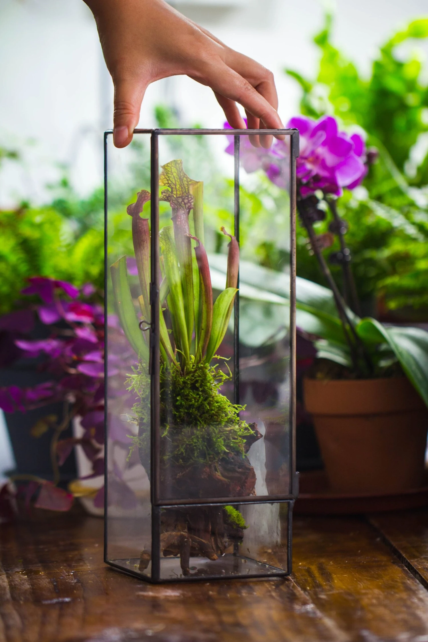 NCYP Close 11.8" Tall Geometric Glass Terrarium With Door, Tin Sealed Pillar, Planter For Moss Wall, Fern, Pitcher Plants, Tropical Plants 11 NCYP Close 11.8" Tall Geometric Glass Terrarium With Door, Tin Sealed Pillar, Planter For Moss Wall, Fern, Pitcher Plants, Tropical Plants - Image 9