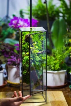 NCYP Close 11.8" Tall Geometric Glass Terrarium With Door, Tin Sealed Pillar, Planter For Moss Wall, Fern, Pitcher Plants, Tropical Plants 22 NCYP Close 11.8" Tall Geometric Glass Terrarium With Door, Tin Sealed Pillar, Planter For Moss Wall, Fern, Pitcher Plants, Tropical Plants -Ncyp Garden Store il fullxfull.4429467990 p2vl