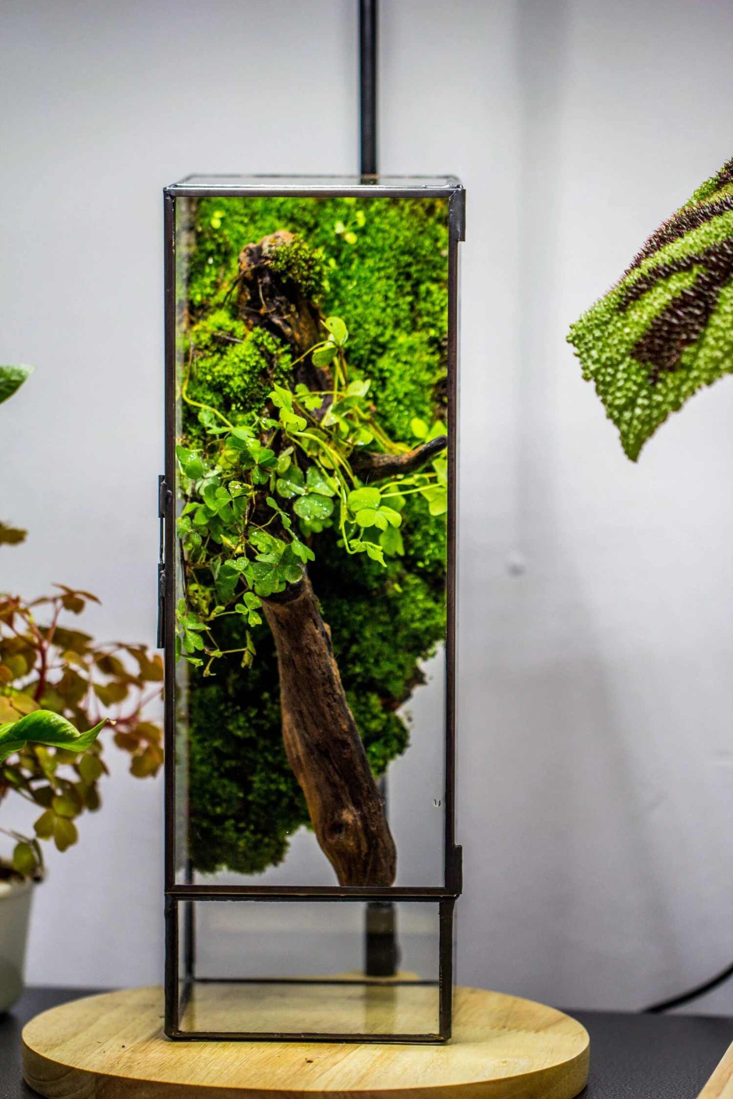 NCYP Close 11.8" Tall Geometric Glass Terrarium With Door, Tin Sealed Pillar, Planter For Moss Wall, Fern, Pitcher Plants, Tropical Plants 7 NCYP Close 11.8" Tall Geometric Glass Terrarium With Door, Tin Sealed Pillar, Planter For Moss Wall, Fern, Pitcher Plants, Tropical Plants - Image 5