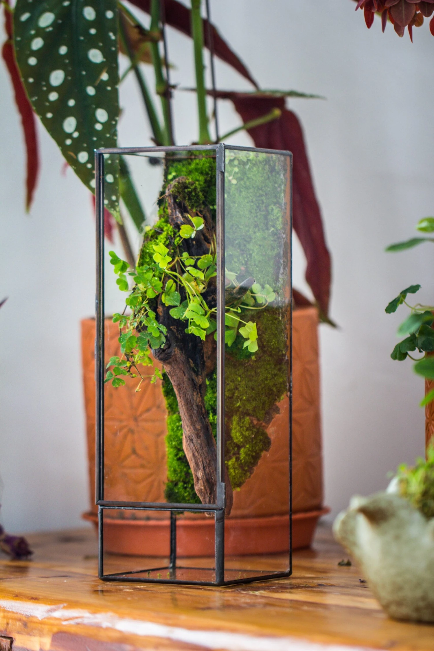NCYP Close 11.8" Tall Geometric Glass Terrarium With Door, Tin Sealed Pillar, Planter For Moss Wall, Fern, Pitcher Plants, Tropical Plants 10 NCYP Close 11.8" Tall Geometric Glass Terrarium With Door, Tin Sealed Pillar, Planter For Moss Wall, Fern, Pitcher Plants, Tropical Plants - Image 8