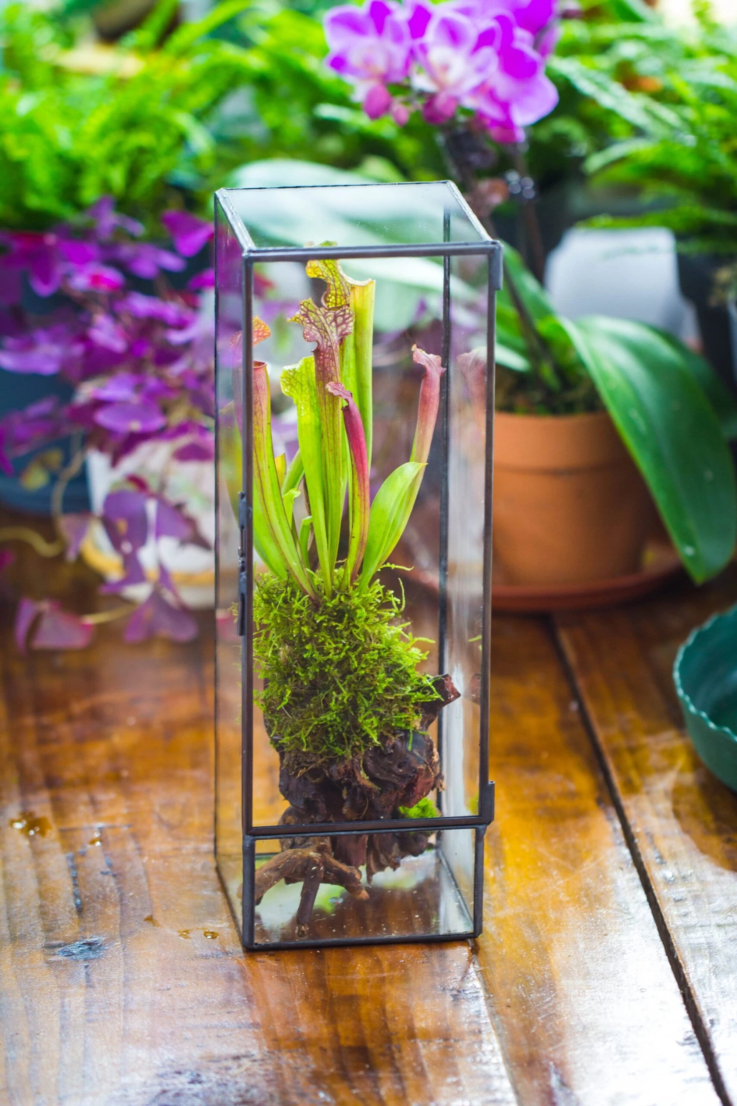 NCYP Close 11.8" Tall Geometric Glass Terrarium With Door, Tin Sealed Pillar, Planter For Moss Wall, Fern, Pitcher Plants, Tropical Plants 12 NCYP Close 11.8" Tall Geometric Glass Terrarium With Door, Tin Sealed Pillar, Planter For Moss Wall, Fern, Pitcher Plants, Tropical Plants - Image 10