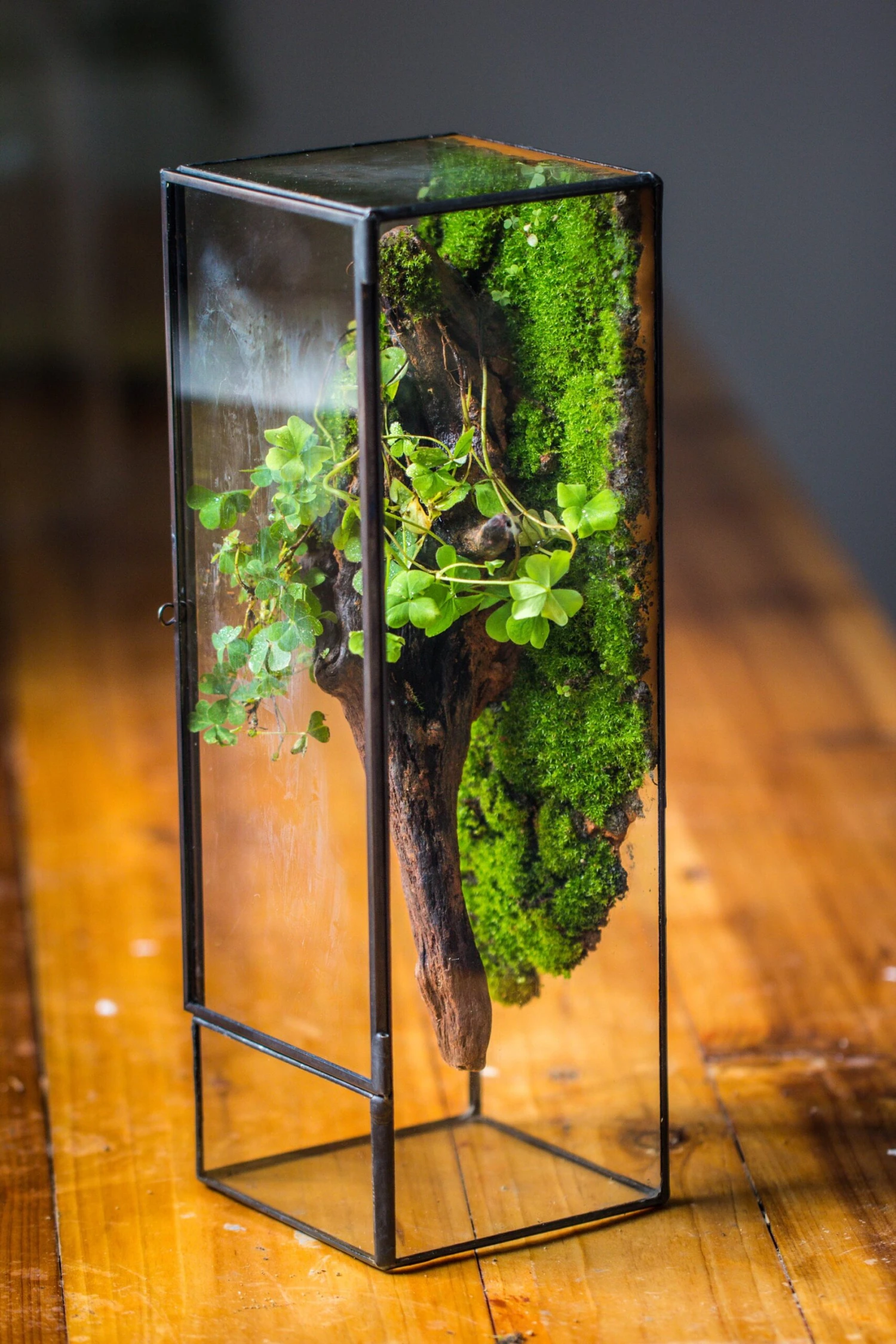 NCYP Close 11.8" Tall Geometric Glass Terrarium With Door, Tin Sealed Pillar, Planter For Moss Wall, Fern, Pitcher Plants, Tropical Plants 5 NCYP Close 11.8" Tall Geometric Glass Terrarium With Door, Tin Sealed Pillar, Planter For Moss Wall, Fern, Pitcher Plants, Tropical Plants - Image 3