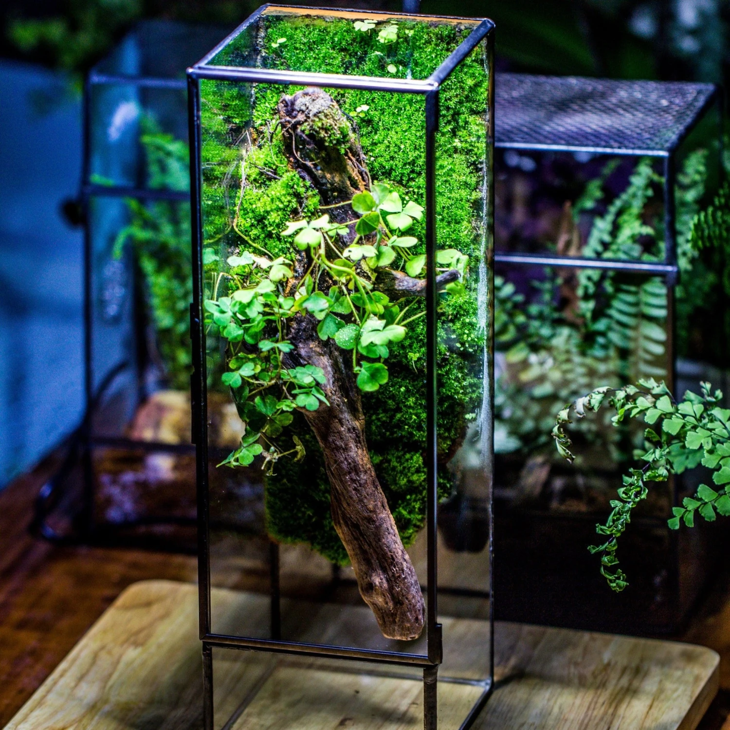NCYP Close 11.8" Tall Geometric Glass Terrarium With Door, Tin Sealed Pillar, Planter For Moss Wall, Fern, Pitcher Plants, Tropical Plants 4 NCYP Close 11.8" Tall Geometric Glass Terrarium With Door, Tin Sealed Pillar, Planter For Moss Wall, Fern, Pitcher Plants, Tropical Plants - Image 2